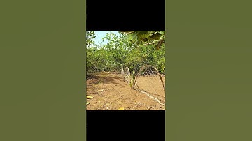 Primitive Technology  Man Trapping Bird In Jungle #shorts