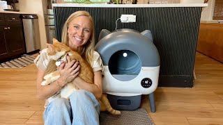 The Ultimate Self-Cleaning Cat Litter Box? MeowWhimsy XL Review & Demo (App Control + Odor-Free!)