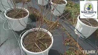 2022 İlkbahar Budamamız