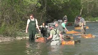 Stocking Trout with Float Boxes