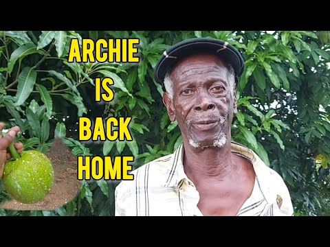 WE TOOK ARCHIE BACK HOME & HIM BREADFRUIT TREE IS LOADED WITH BREADFRUIT