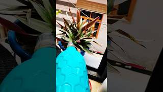 पौधो को पानी देने का सही समय 🌱🪴#wateringplants #wateringtips #nature #plants #ytshorts #viralshorts