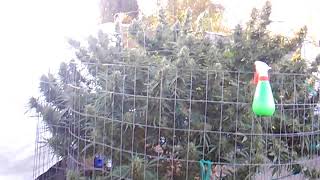 ALMOST HARVEST IN SOUTHERN OREGON GROWING BIG BUDS/PLANTS