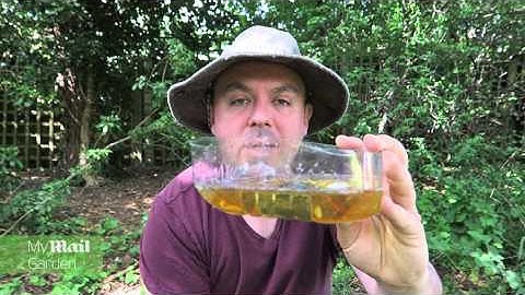 How to Make a Beer Trap for Slugs | www.mymailgarden.co.uk