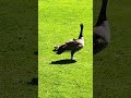 雁鴨帶著可愛的小鴨覓食Mother duck takes her cute ducklings foraging.