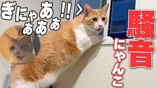 にゃんたろうです。ありがとうございます(^^) mqdefault.jpg