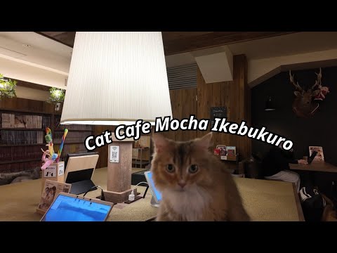 Visiting one of the Largest Cat Cafes! Cat Cafe Mocha in Ikebukuro