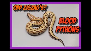 Celebrity Zigzag Marter x Zigzag Marter Blood Python Clutch! Profile