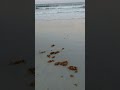 Thursday evening at new Smyrna