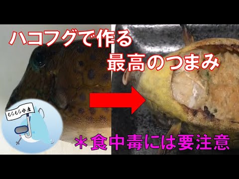 ハコフグで味噌焼きを作ってみた 魚料理 魚捌き Youtube