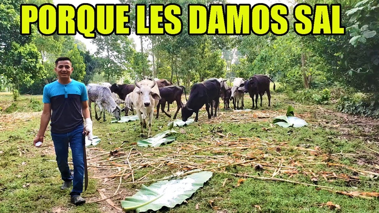 Asi Le dimos Sal a las Vacas, de Una forma diferente - YouTube
