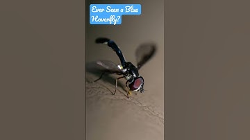 Have You Ever Seen a Blue Hoverfly Like this Before? 👀🕵️‍♂️🧐😲😎