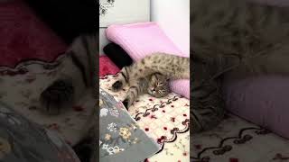 Арабские шейхи и спящие котики #funny_animal_videos #прикольныеживотные #perfectworld