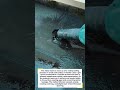 Torch Roof Waterproofing Around Pipe #roofing #waterproofing #construction