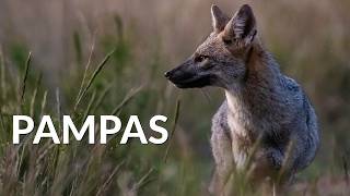 A NATUREZA SELVAGEM Dos PAMPAS