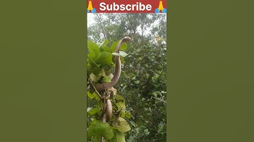 #shorts Jai Mahakal !! ॐ नमः शिवाय 🙏🙏🙏