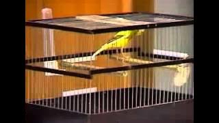 Kontes Kenari Rusia Suara Unik dan Keren