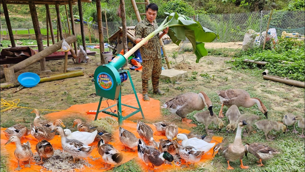 The process of building a farm to develop the economy from livestock ...