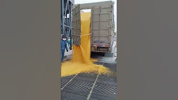 Corn grain unloading process- Good tools and machinery make work easy