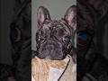 good morning #puppy #dogs #puppylove #frenchbulldog #cutedog #funny #cash