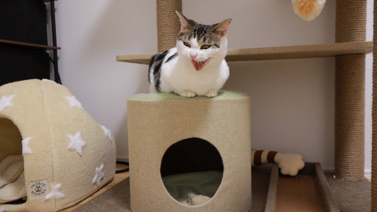 エアコンの強風に困惑しつつも快適さを知った猫チャン