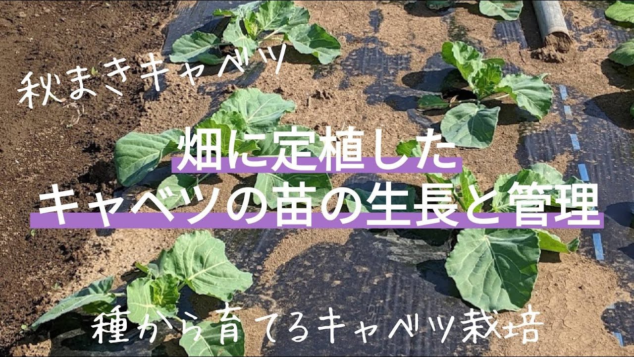 キャベツ 2 種から育てるキャベツの生長と管理 間引き 畑定植後10日目迄 Youtube キャベツ 2 種から育てるキャベツの生長と管理 間引き 畑定植後10日目迄 Youtube