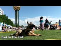 German Shepherd Puppy, Nuke goes from Hellion to Hero: Knoxville Dog Trainers German Shepherd Puppy, Nuke goes from Hellion to Hero: Knoxville Dog Trainers