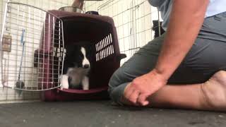 Falken Cg Session 1 Hd 1080P