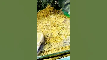 Змеи в зоопарке🐛snake🐍