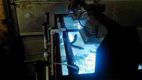 Diy PVC Aquarium Overflow Coast to Coast Bean Animal (before paint)