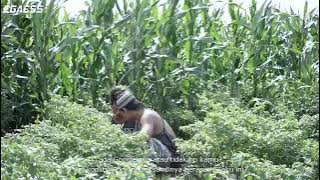 CERITA Agos Episode/14