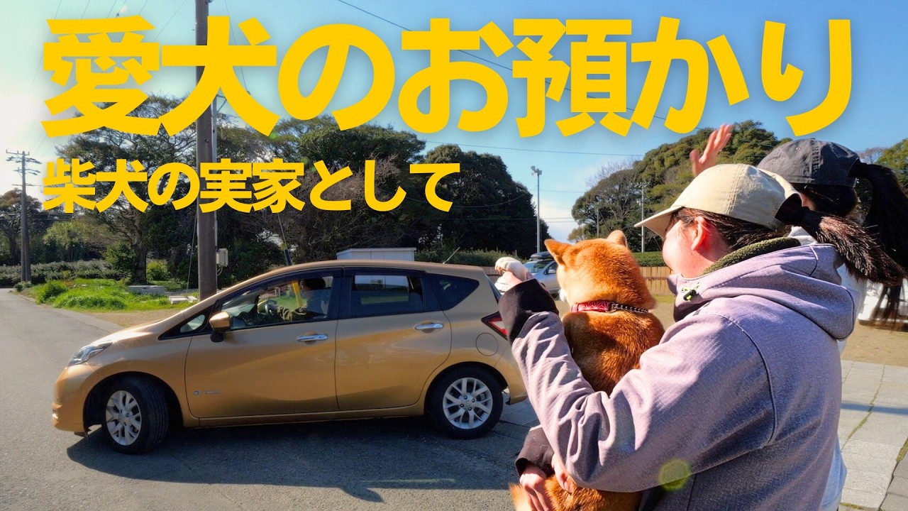 【柴犬の実家・芝田荘】ブリーダーとしての愛犬のお預かり（※ファミリー様限定サービスです）