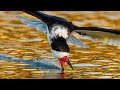 Golden Hour Photography - Does It Matter? - Sony A1 Black Skimmers