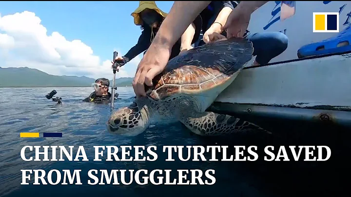 China releases 99 turtles rescued from smugglers in Hainan and Jiangsu - DayDayNews