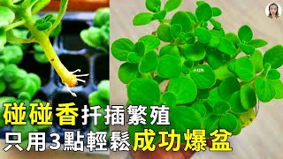 碰碰香繁殖剪一支插土裡1顆變成1大盆趕走蚊蟲蟑螂效果更好|左手香|花花世界