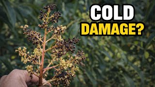 Cold Damage To Mango Flowers What Happens & What To Do Next