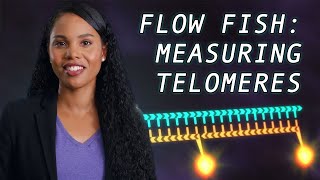 Techniques to measure telomere length