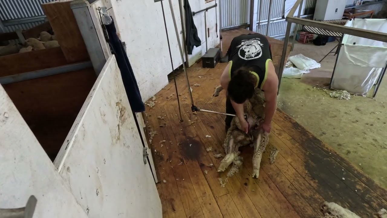 Стрижка шерсти мериноса