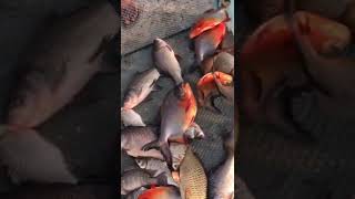FISHING #youtube #agrikoli #fishing
