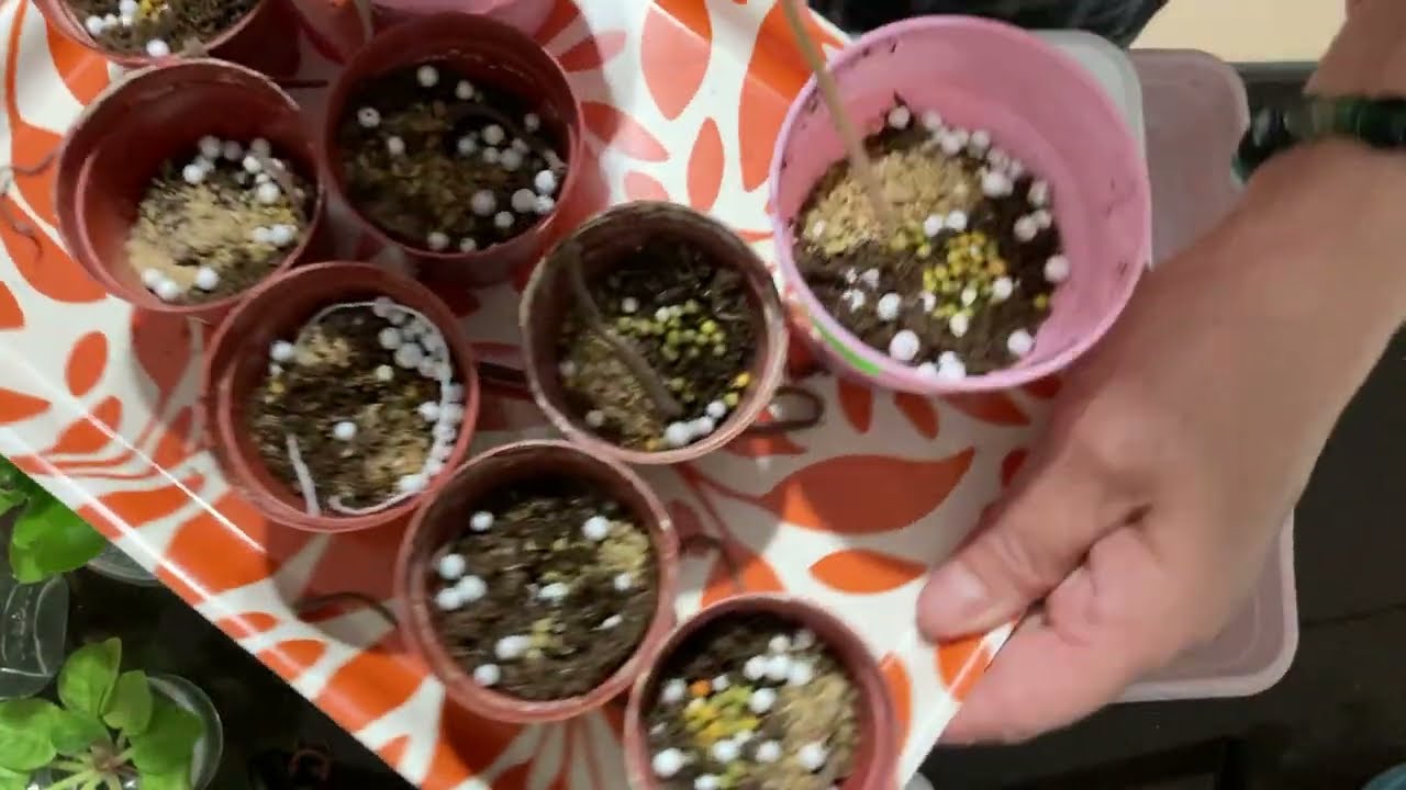 612. Menekşe Yetiştirmek İçin O Kadar Çok Bahanem Varki. Havalar Menekşe Yetiştirmek İçin Çok Uygun.