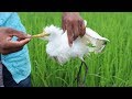 ২ হাত সুতা আর একটি পুটি মাছ দিয়ে বক শিকার || The Bangladesh Village Catch Great Egret