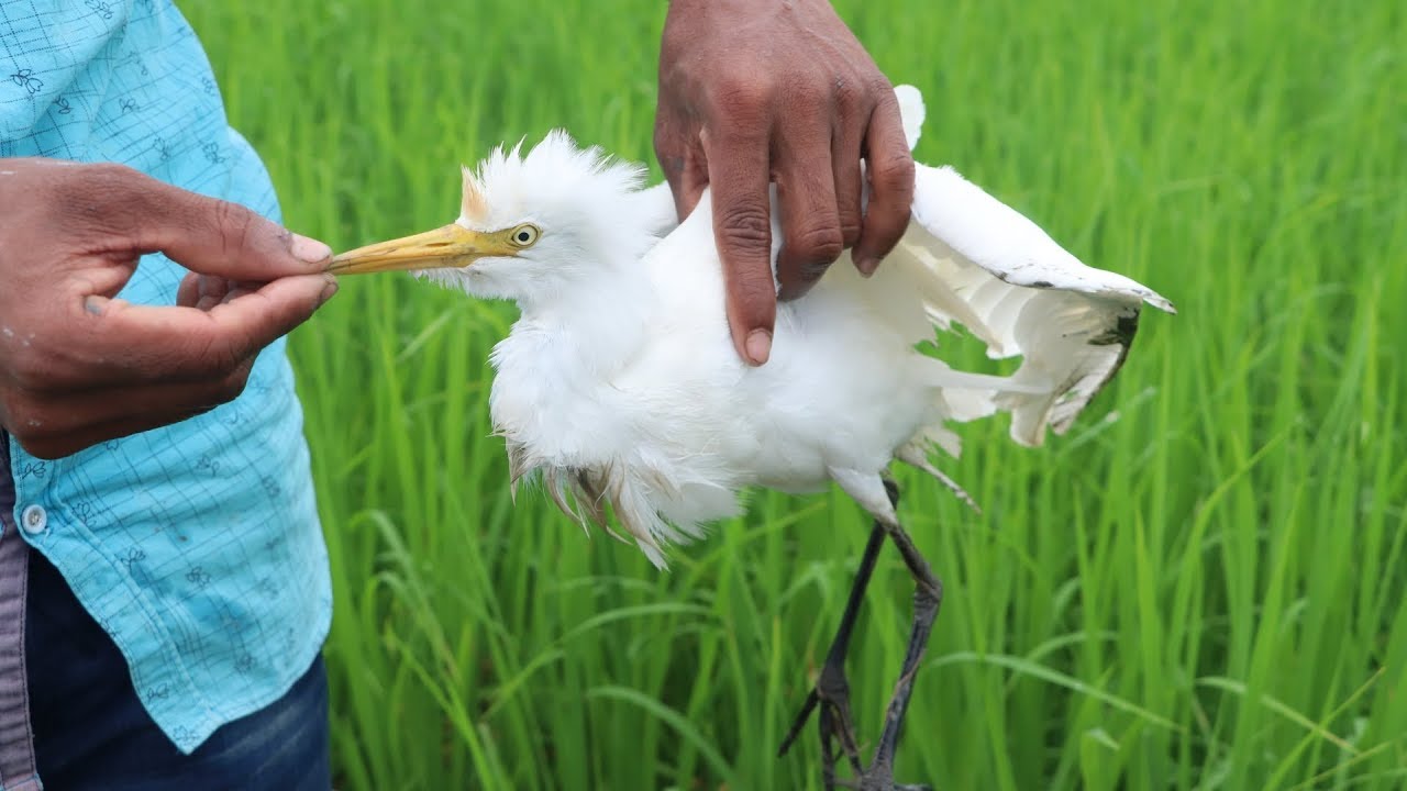 ২ হাত সুতা আর একটি পুটি মাছ দিয়ে বক শিকার || The Bangladesh Village Catch Great Egret