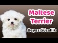 Maltese Terrier Karakteri, Eğitilebilirlik Durumu, Yaşam Koşulları, Çocuklarla İletişimi, Bakımı