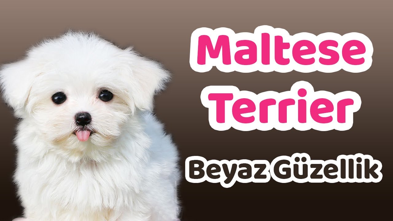 Maltese Terrier Karakteri Egitilebilirlik Durumu Yasam Kosullari Cocuklarla Iletisimi Bakimi Youtube