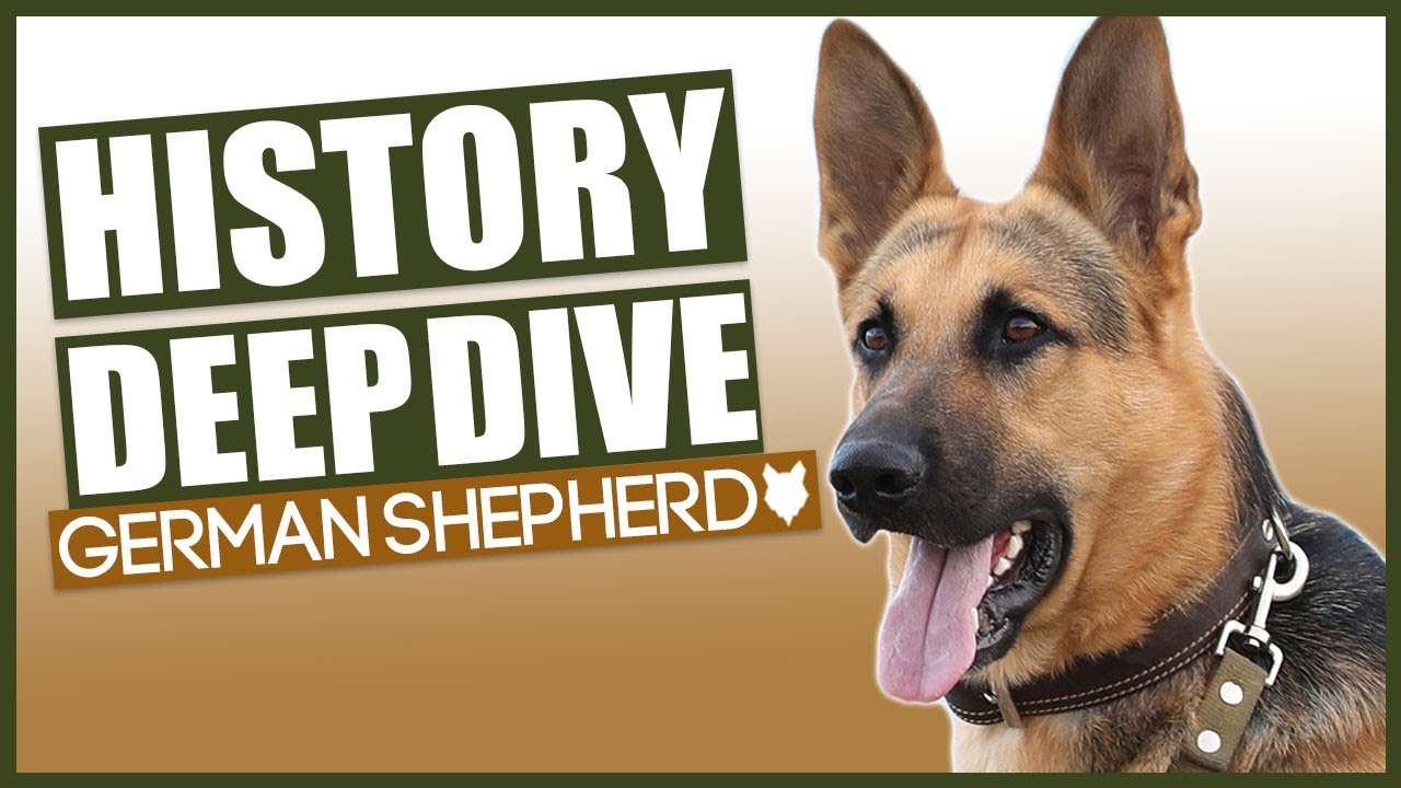History Of The GERMAN SHEPHERD YouTube