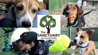 Volunteering at the Sanctuary at Haafsville | Month 4