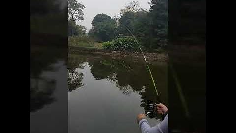 Bộ cần đặc 2 khúc shimano siêu bạo lực - tiny rod take big fish