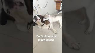 #Husky teasing saintbernard #Husky funny reactions