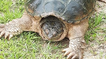 Close Encounters with the Common Snapping Turtle