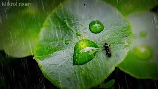 Soft Rain on Spring Leaves - Macro Cinematography for Sleep screenshot 2